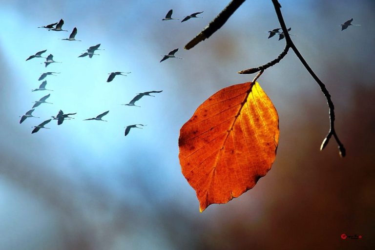 Tu Sĩ Rời Dòng Khi Tuổi Xế Chiều, Người Trẻ Ngại Đi Tu